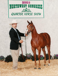 Professional Halter Horse Fitting