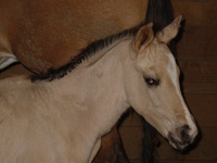 Sun Tan Party foal