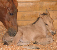 Sun Tan Party, AQHA foal