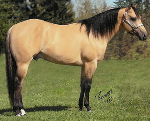 Sun Tan Party AQHA stallion