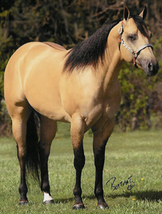 Sun Tan Party AQHA NFQHA ABRA Stallion