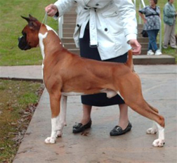 AKC Boxer